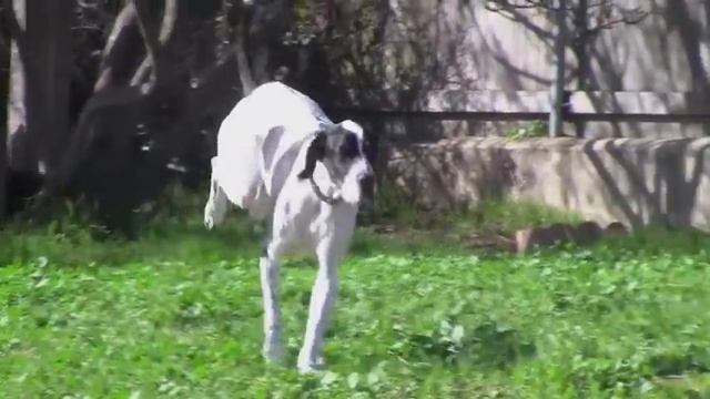 The Pointer Song & Video