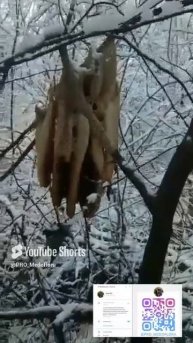Жизнь диких пчёл
