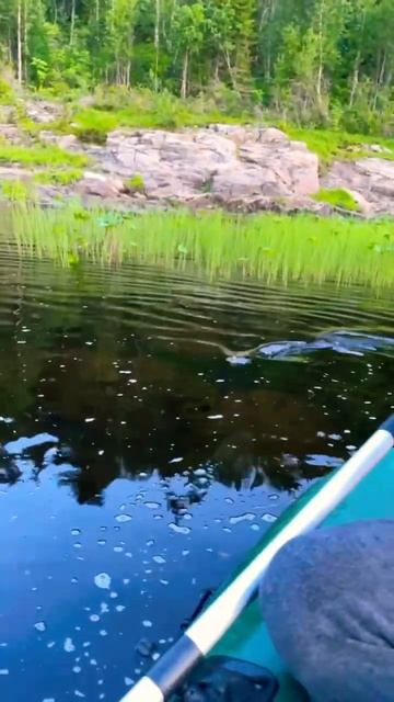 бедный . !!!PIKE MONSTER!!!  #рыбалка #спиннинг #щука #short #shorts #pikefishing #fishing