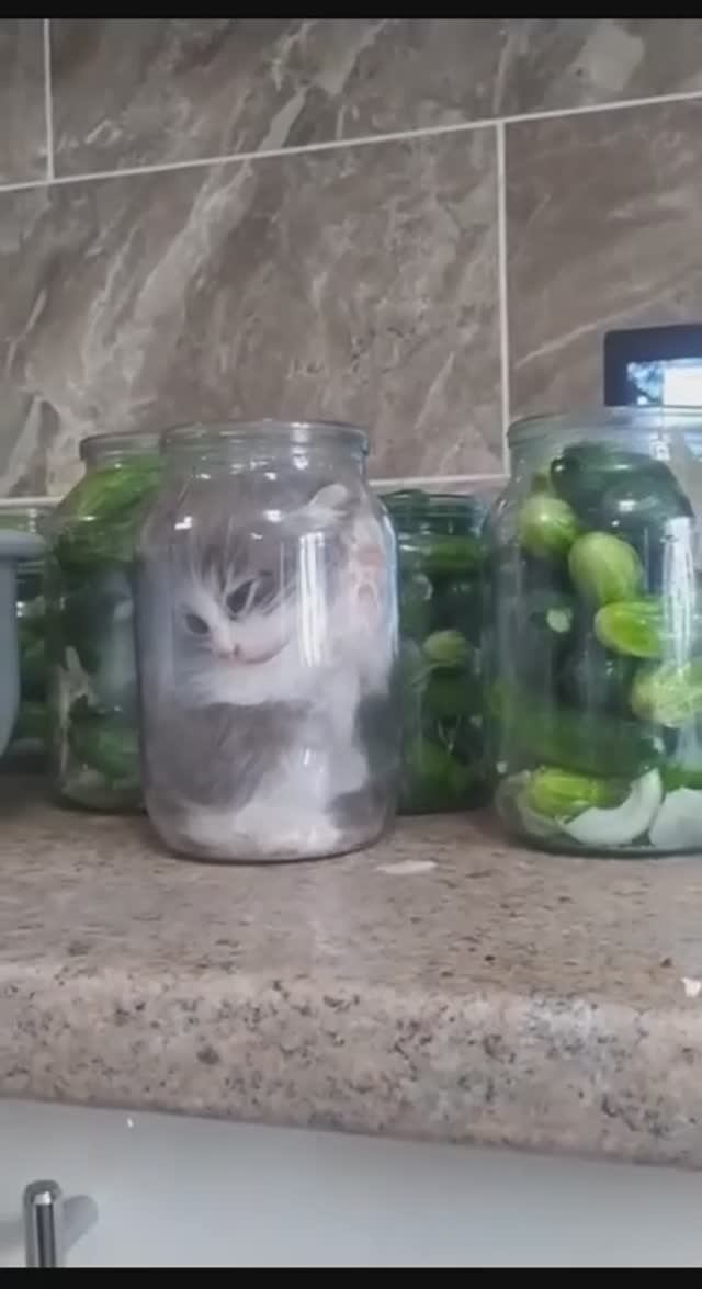 РЖАЛ ДО СЛЁЗ🤣🤣🤣 Топовая нарезка видео с котами