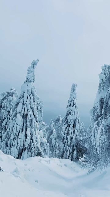 Как я ЗАСТРЯЛ  в ТАЙГЕ? Урал- сердце ПАРМЫ    #урал  #путешествия #short #shorts