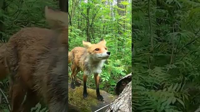 Кормлю Дикую Лису Чичи и Маленьких Лисят.Полный фильм на канале Ушёл по Делам