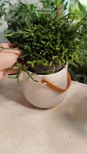 Рипсалис - необычный представитель семейства Кактусовых #shorts