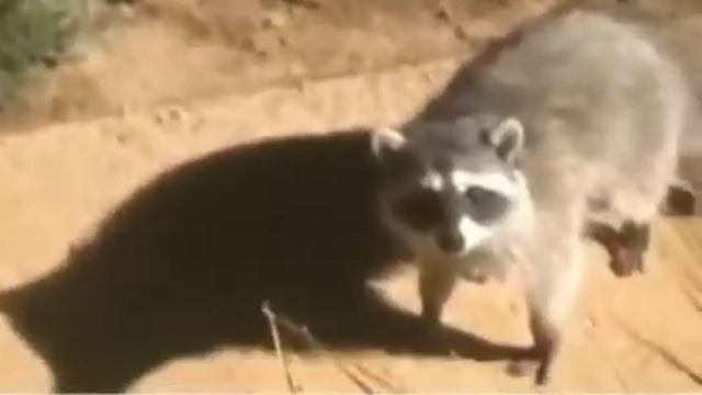 Не шевелись, нас спалили!😅😂😂#animals #енот #raccoon #приколы2022