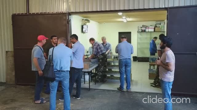 4 гонка молодых голубей. 530км. 13.08.2021 года.