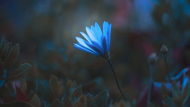 Ben Walter - Blossom