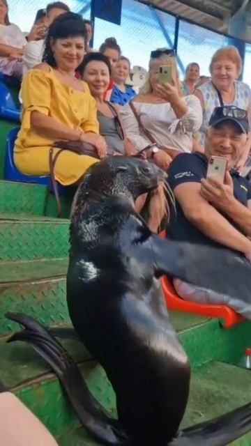 #Адлер#дельфинарий#морскойкотик#моменты #Adler#dolphinarium#marine park#moments