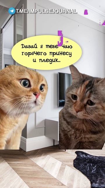 Холодно #мыкотики #вмем #разговор #анекдот #шутки #животные #юмор #кошки #смешное #мемы #скетчи