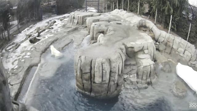 Мишки делят коричневый мяч