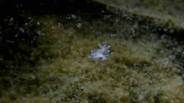 Aliens Of The Sea