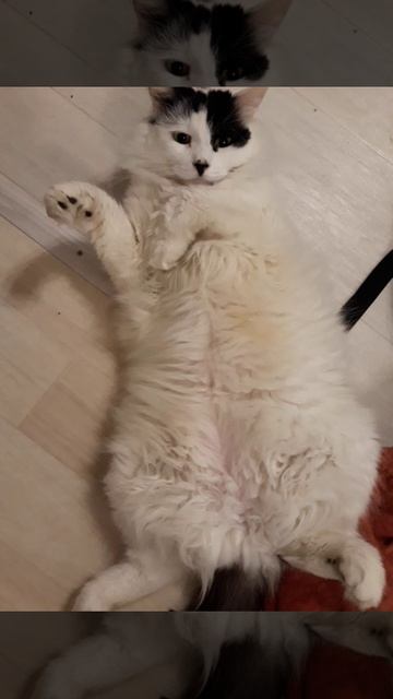 Котик Тундра показывает пузико
