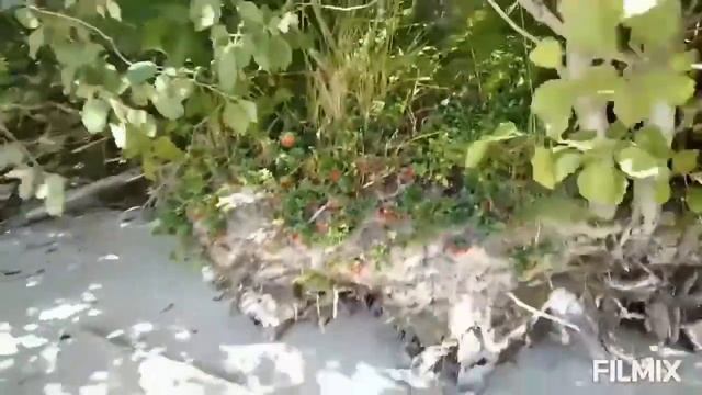 Коротышка от Ви. Онего. Любимое место с детства.
