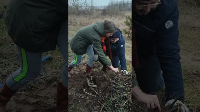 Куст