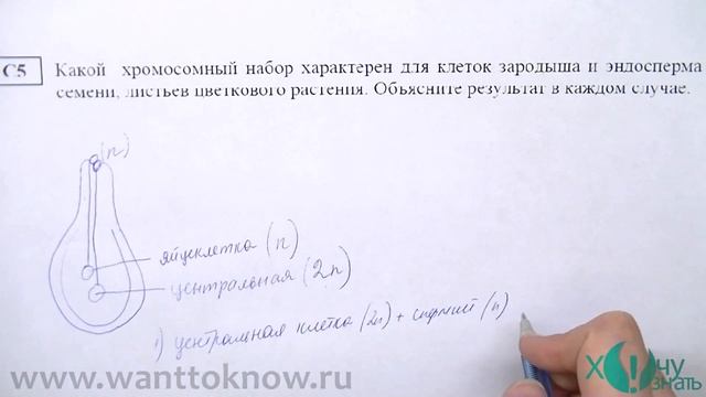 Решение C5 по биологии