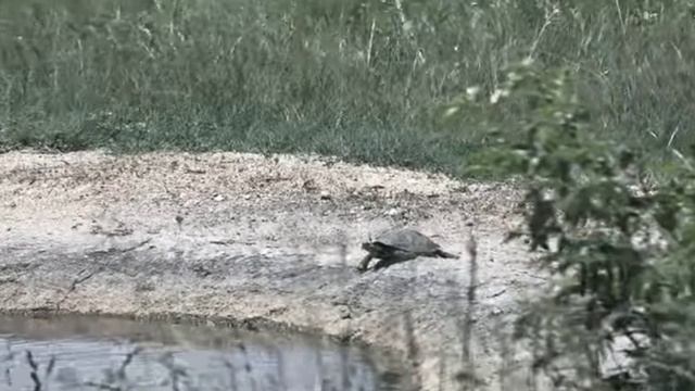 Черепаха загарает на берегу озера