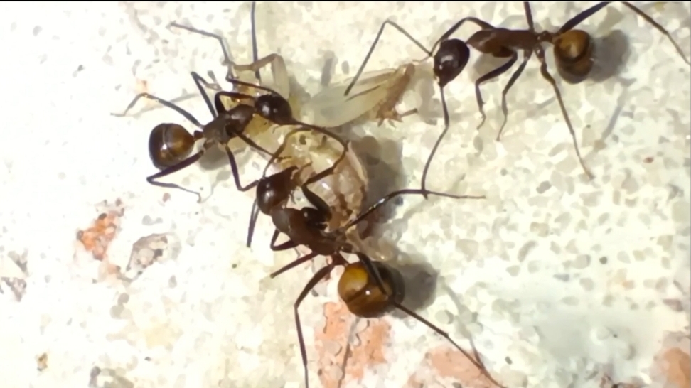 Муравьи Camponotus nicobarensis (Рыжий реактивный муравей)