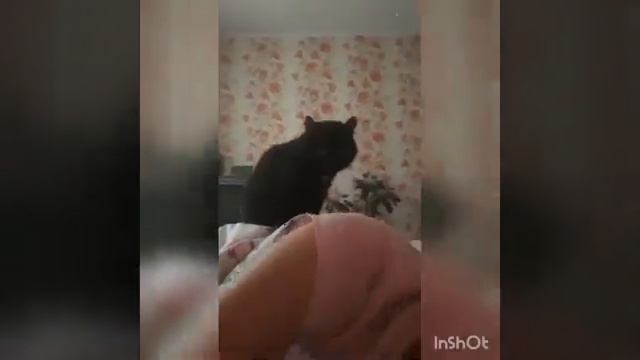 Добре утро смешно