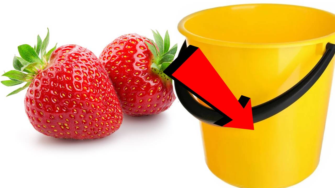 Как вырастить клубнику За 3 Секунды!..