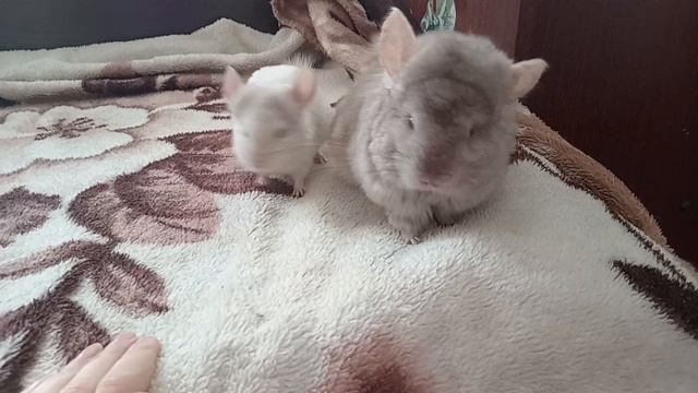 Лапочки мои