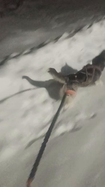 пробежка с верными другом🐶🏃
