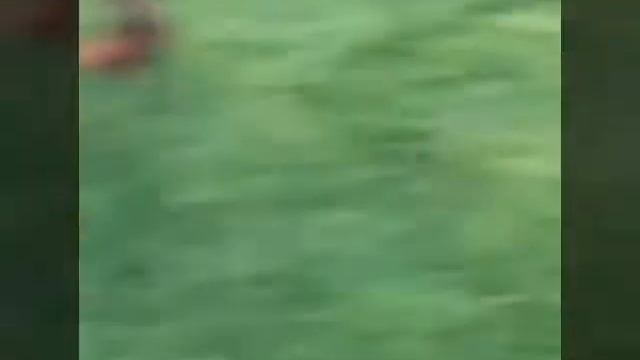 Китайская Хохлатая Шоколад