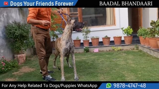 ROYAL DOG FOR ROYAL PEOPLE | THE GREAT DANE  | By Baadal Bhandaari