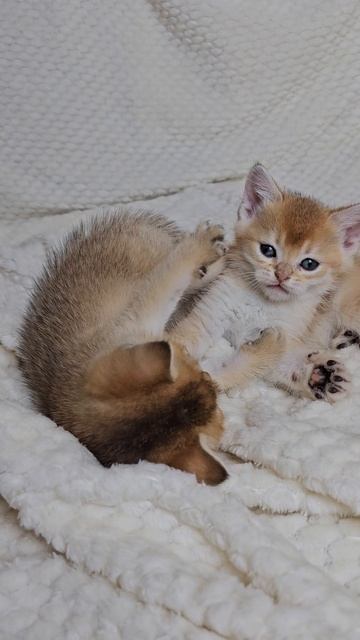 шотландские котята