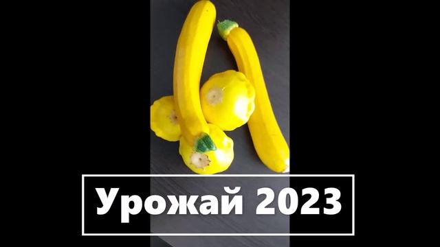 Урожай 2023 - кабачки и патиссоны.  (5)