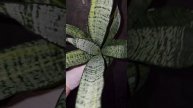 Сансевиерия Марга, Sansevieria Marga
