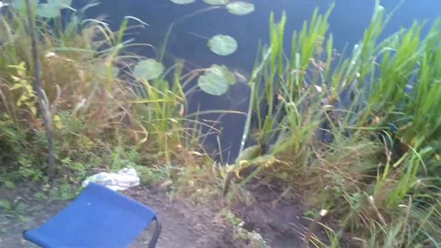 Проделки норки 13-09-2012 18:03:40