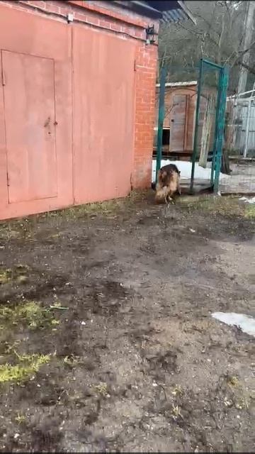 Цея