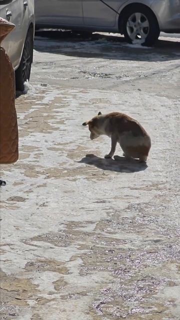 Танцующий пëсель