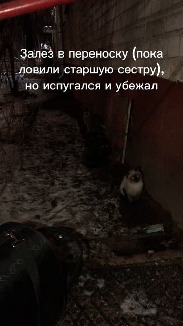 Сиамский котенок в добрые руки. г.Иваново