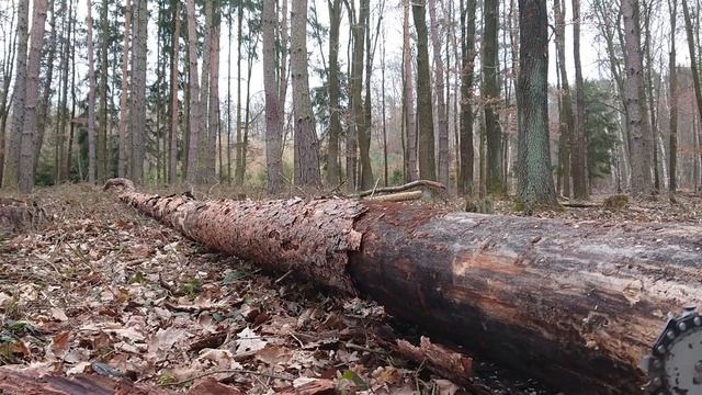 Work in the forest - firewood with HUSQVARNA 266 SG chainsaw