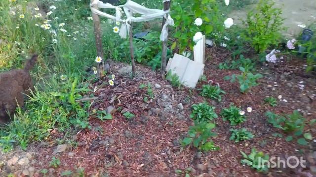 Обзор нашей дачи июль 2021, сад, огород и наши помидоры