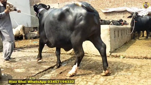 Riaz Cattle Farm Sheikhupura| Gabban Jotiyon Ka KALA BRAND|Best New Offer|Top Katti Farming Busines