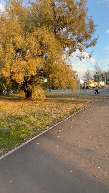 PeshiyYar осеннее дерево, где-то на Фрунзе