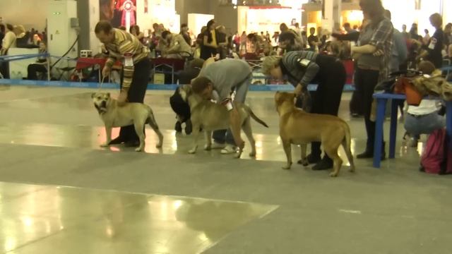 RUSSIA 2011 CACIB ca de bou (males intermedia)