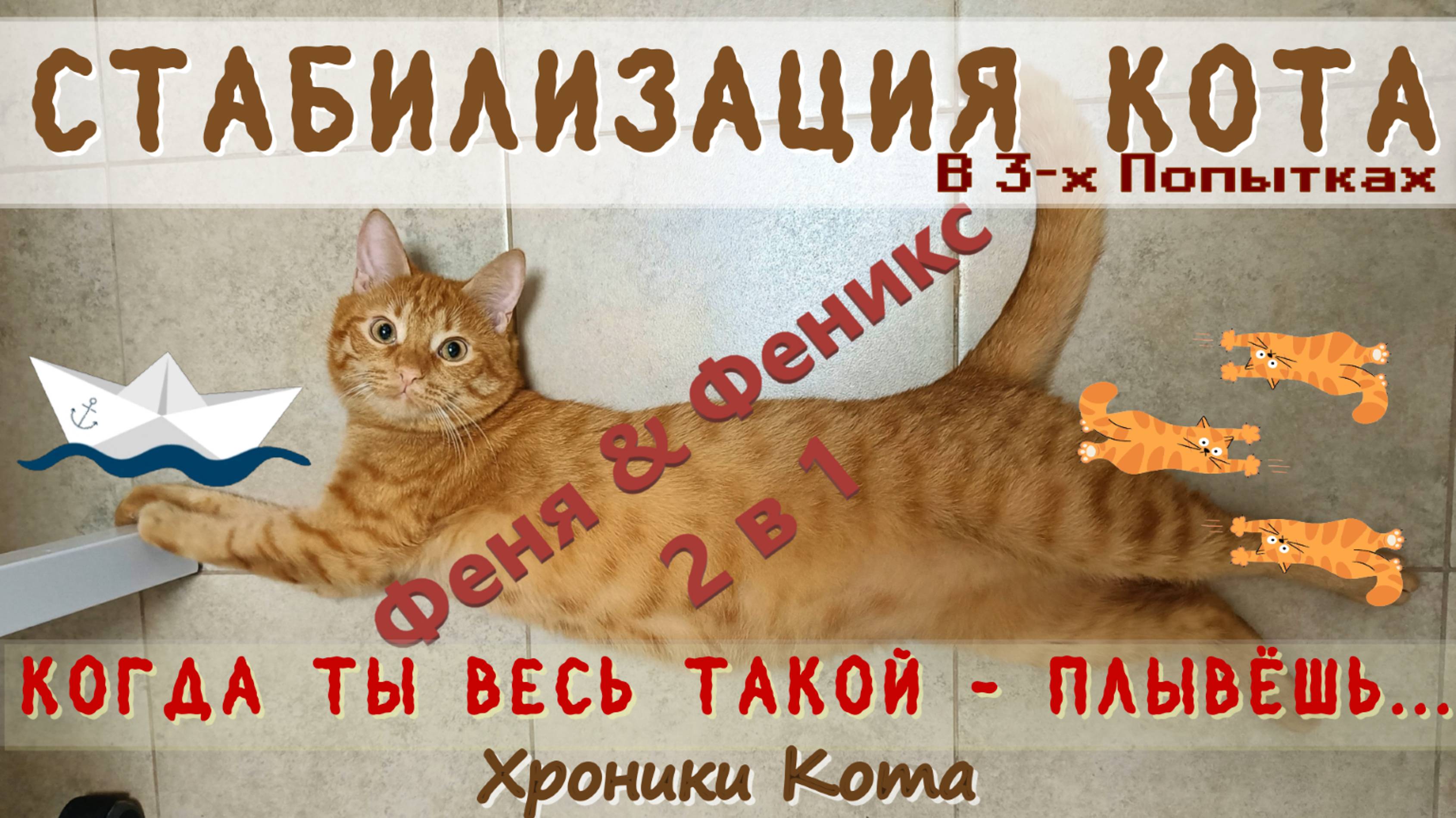 Стабилизация Кота! Когда ты Весь Такой - Плывёшь...Кот Феня, он же Феникс