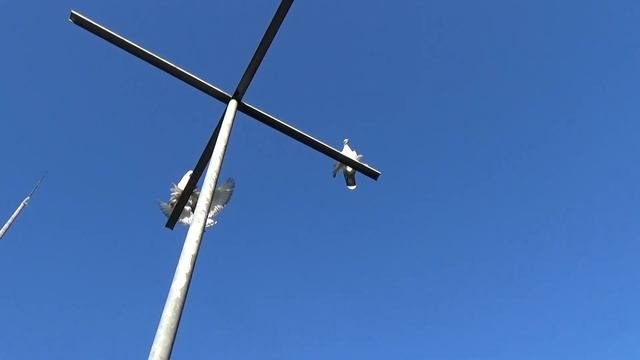 Pigeons / Tauben / Мои голуби / Germany /14 .10. 2017 / Показываю касана.