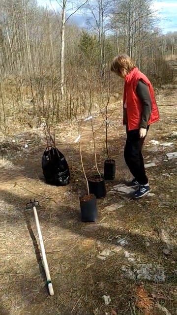 Наши первые садовые деревья.