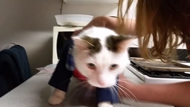 My Cats Birthday Suit