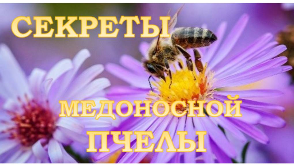 СЕКРЕТЫ МЕДОНОСНОЙ ПЧЕЛЫ