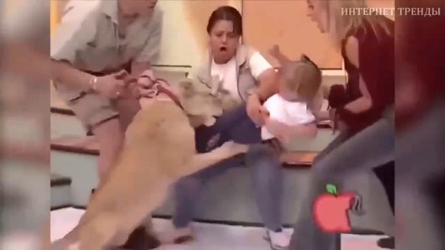 Промо ролик Опасные Животные