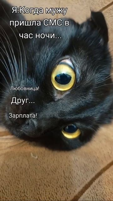 Мы в ВК https://vk.com/life_of_cats