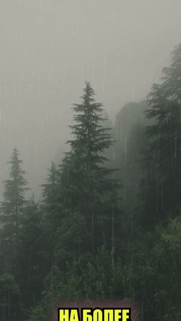 берегите природы, пожалуйста 🌏🌳🌲🌧️