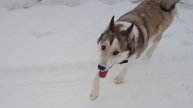 тимоха987