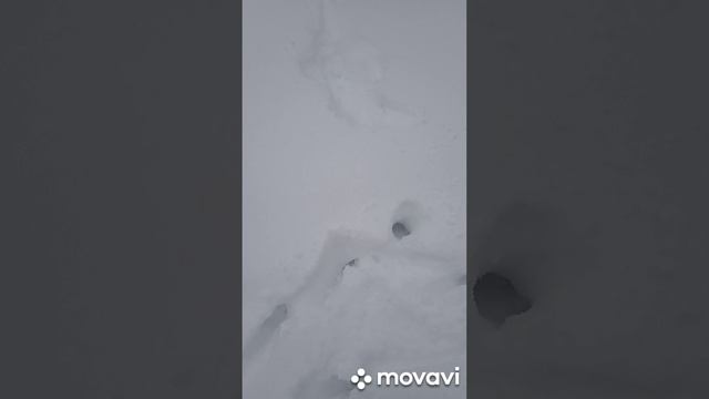 Косого профукал.