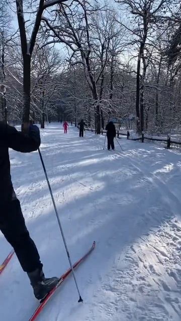 Зимняя прогулка по лесу. СОК «Олимпик», г.Воронеж.