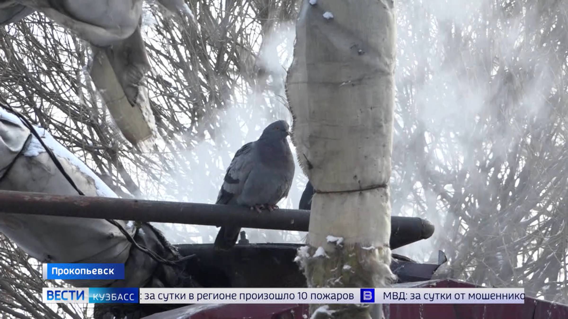 Чёрный снег, чёрный лёд: дома, машины и деревья в Прокопьевске покрылись сажей